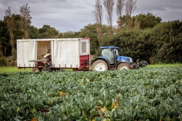 Des légumes bretons récoltés par la Coopérative La Bretonne, 29