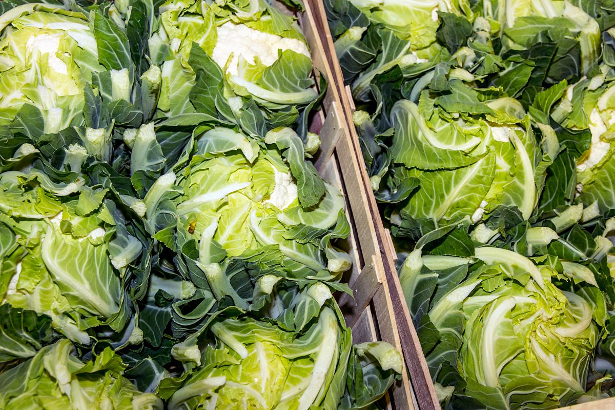 Chou-fleur produit en Bretagne pour la France et l'export