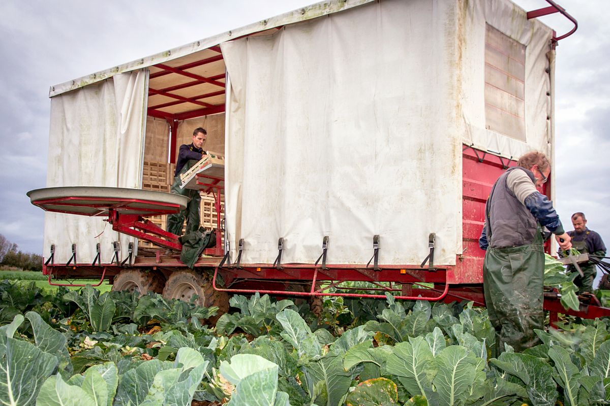 Nos produits maraichers sont cultivés uniquement en Bretagne